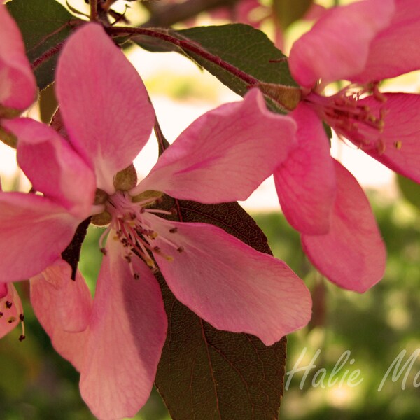 Crab Apple Flowers Etsy