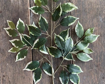 12 Ficus stems with 42 leaves