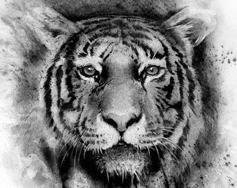 Charcoal Tiger - Fine Art Print by Jess Rocha 8.5 x 11 inches