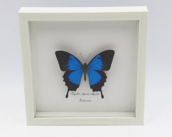 Real Blue Mountain Swallowtail Butterfly Mounted Under Glass White Frame Shadowbox Papilio Ulysses Australia Indonesia Flying Insect