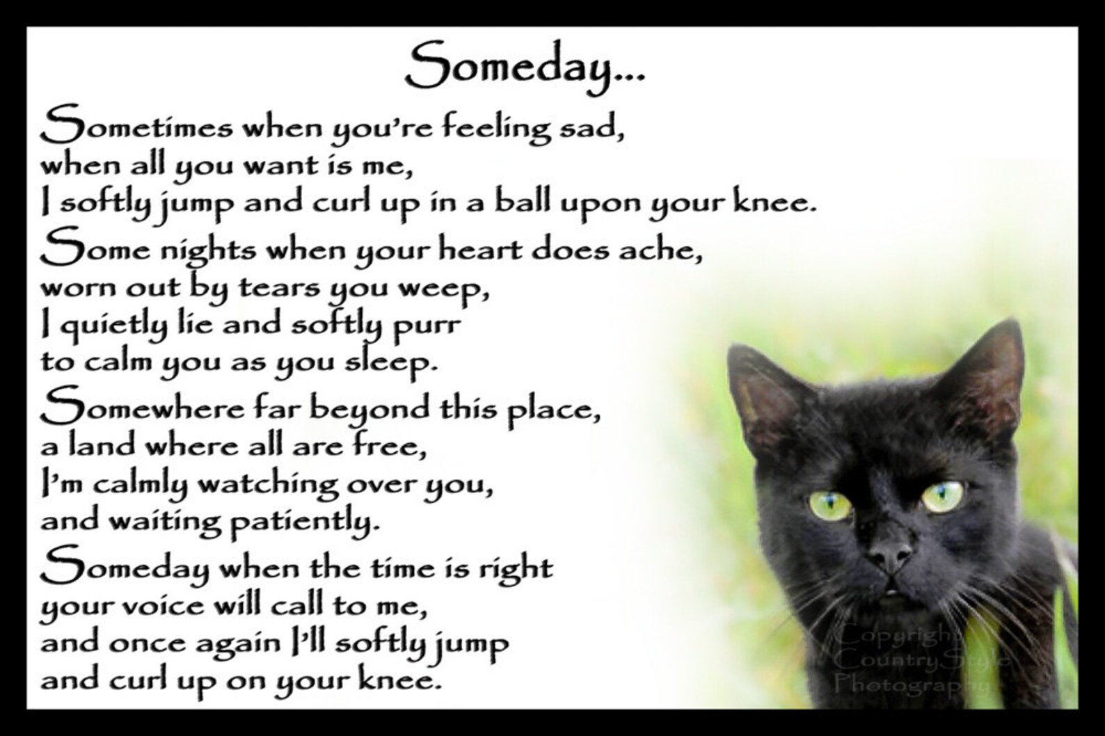 A Cat Repaying Kindness