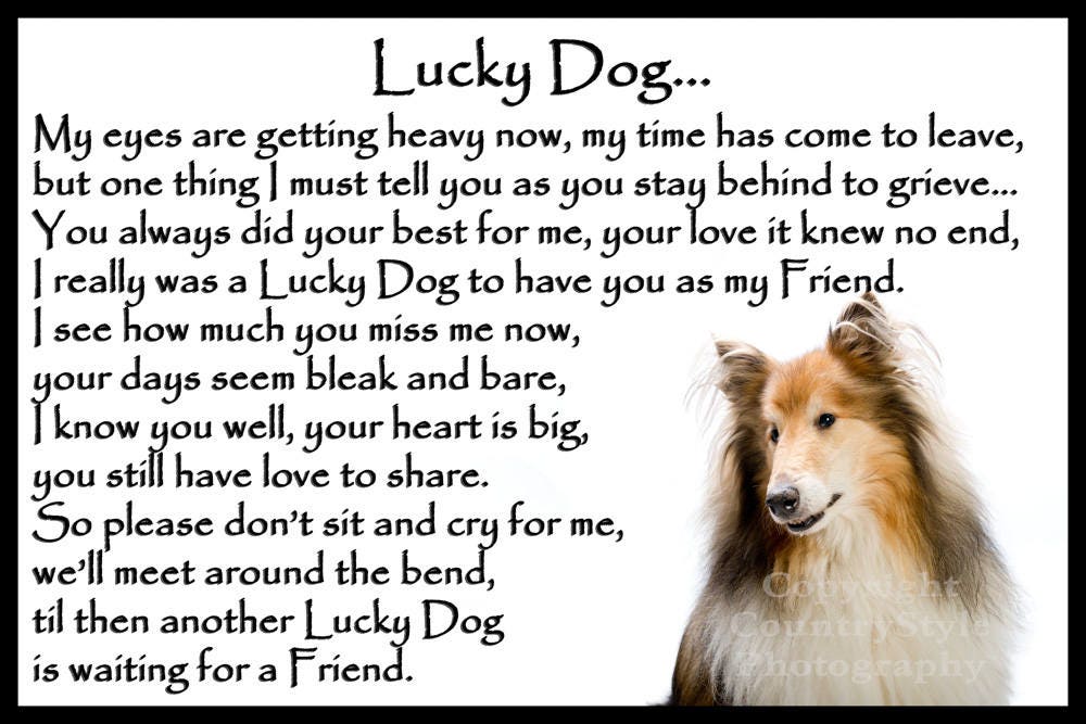 Rough Collie Sheepdog Dog Memorial Fridge Magnet Pet Loss