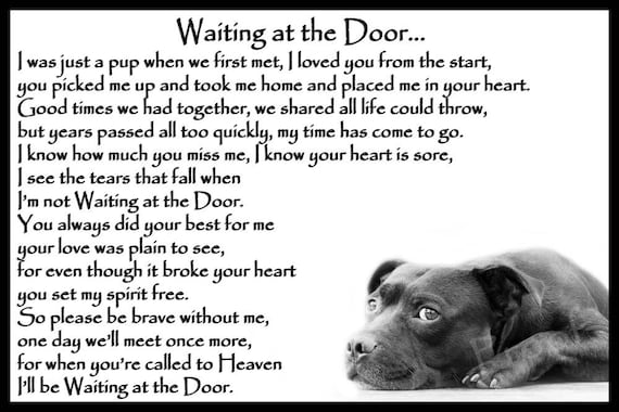 dog vomiting dark yellow liquid