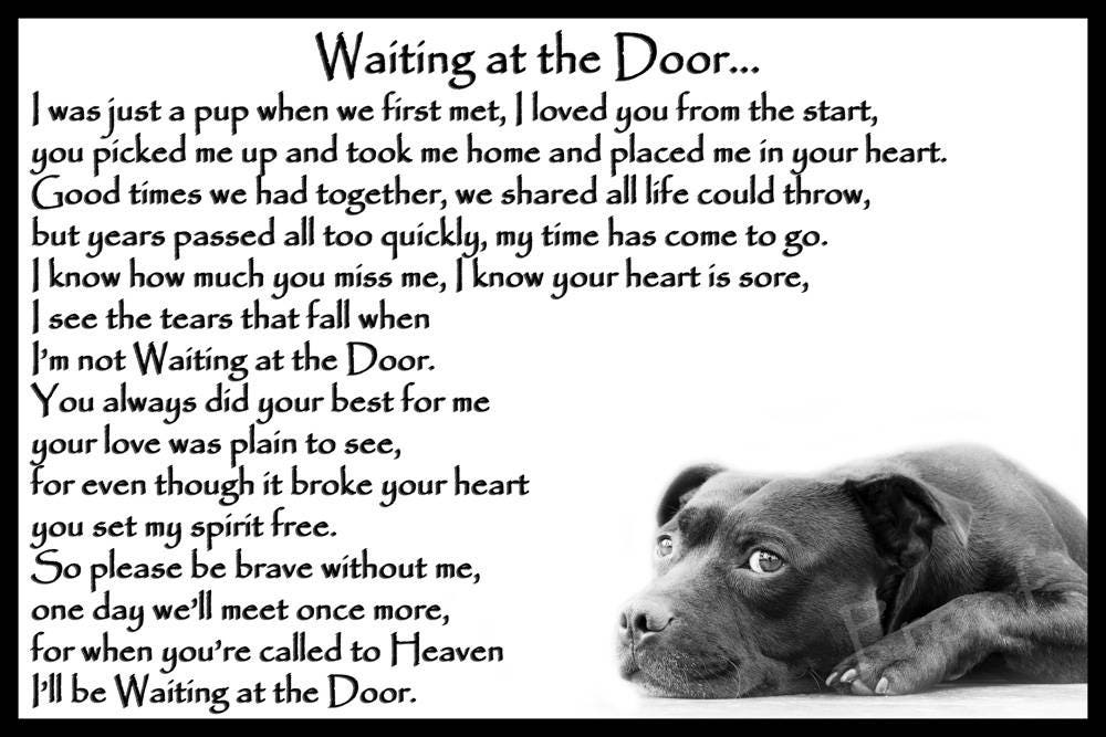 Staffy Staffordshire Bull Terrier Pet Dog Memorial Rainbow Staffy Staffordshire Bull Terrier Pet Dog Memorial Rainbow