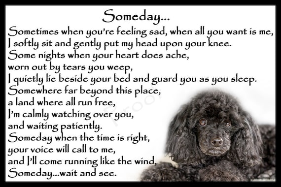 unframed Bichon Frise Pet Dog Bereavement Sympathy Memorial Print Someday