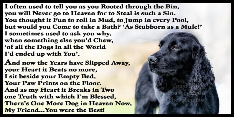 Cocker Sprocker Spaniel Dog Memorial sympathy