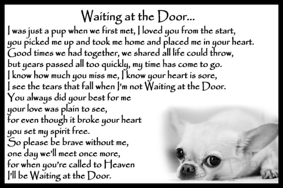 a Fridge Magnet with an Image of a Cute Chihuahua with Pink Roses from Our Keep Calm and Carry On Range Keep Calm and Love Your Chihuahua an Ideal Birthday Gift idea
