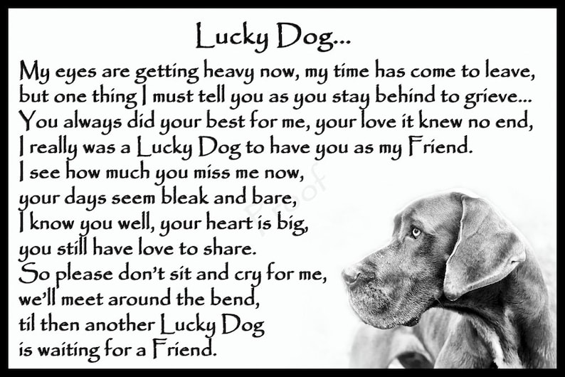 Download Pet Portraits Great Dane Pet Dog Memorial Rainbow Bridge Sympathy Gift Art Collectibles