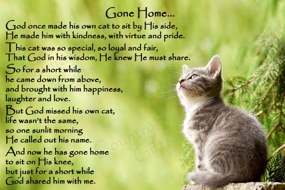 rainbow-bridge-for-cats