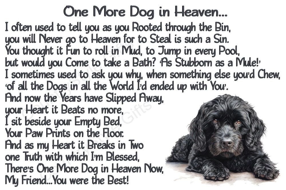 Cockapoo Magnet Black Cockapoo Memorial Magnet: Rainbow Bridge Keepsake - Etsy UK