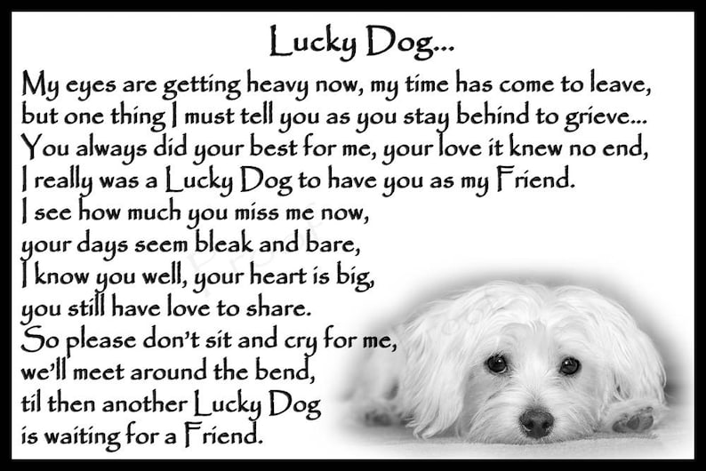 Maltese Dog Pet Loss Memorial Bereavement Fridge