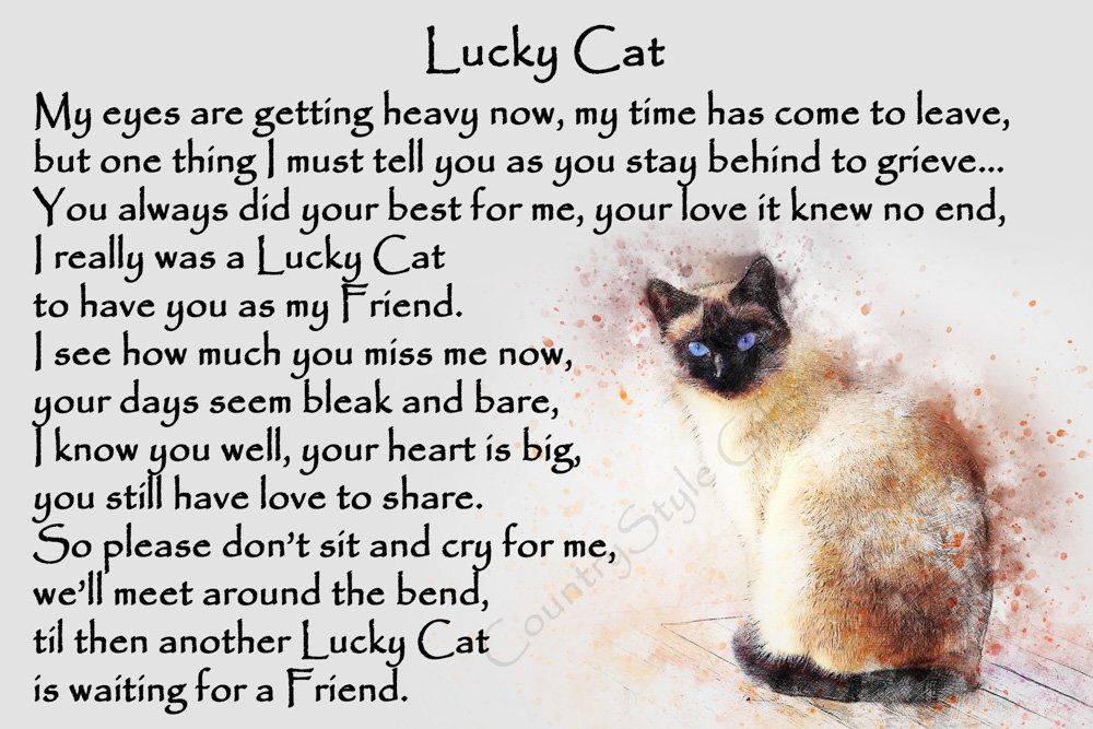 Cheap i lost my friends cat New Arrivals Black Friday