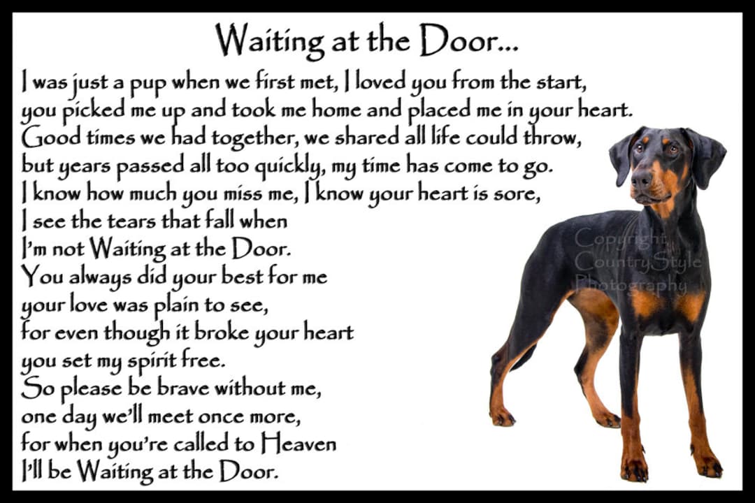 Lost Pets Lost Doberman Sale Missing Doberman On Sale