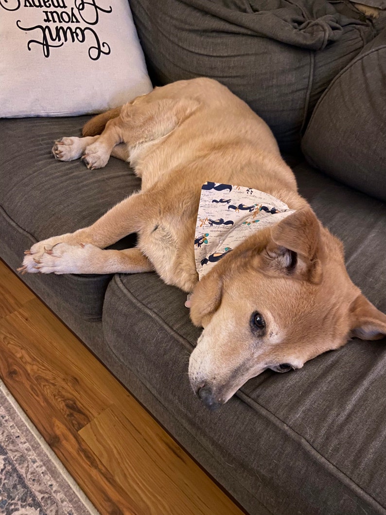Tan Squirrel Print Dogdana Dog Bandana Dog Hankie
