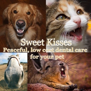 Low Stress Dental Care for Your Pet, Animal Communication, Animal Communicator, Pet Psychic, Dog Whisperer, Cat Whisperer, Horse Whisperer