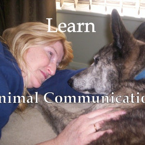 May include: A woman with blonde hair is lying down with her head resting on a dog's back. The dog is a grey and brown color and has a blue collar. The woman is wearing a blue shirt. The text "Learn Animal Communication" is written in white letters on the image.