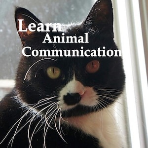 May include: A black and white cat with one green eye and one red eye looks directly at the camera. The cat has a white patch on its nose and chin. The text "Learn Animal Communication" is superimposed on the image.