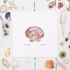 Sea Scallop Art Print