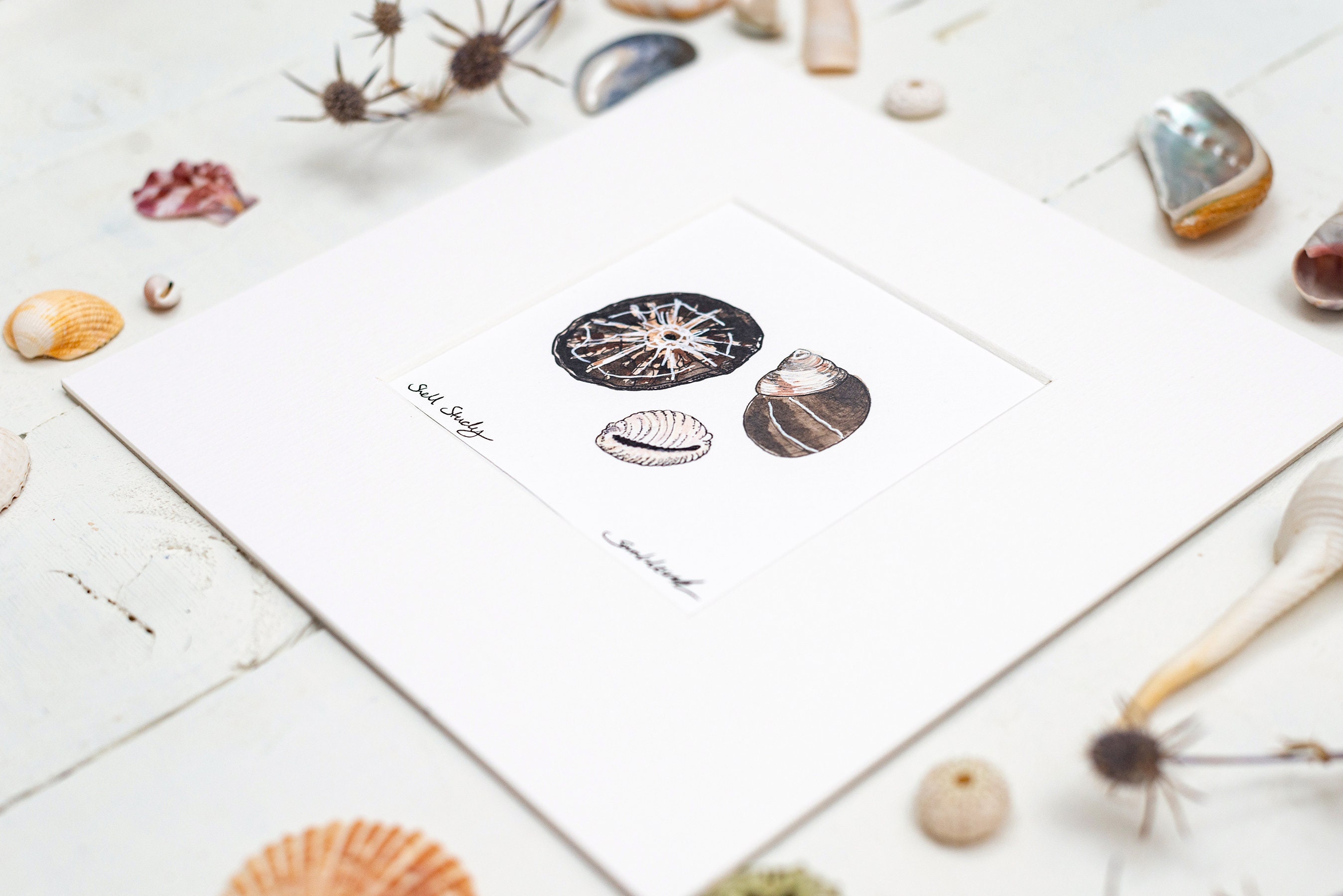 Found Shell Study Art Print - Etsy