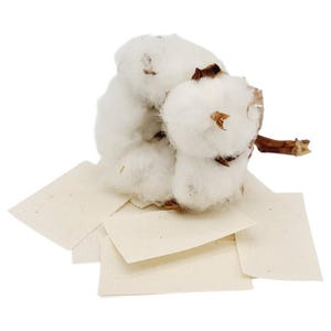 Könnte beinhalten: Ein Büschel weißer Baumwollknäuel mit braunen Stielen auf einem Stapel cremefarbener Baumwollquadrate.