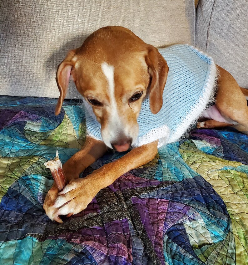 Dog Sweater, Easy DIY Knitting Kit Etsy