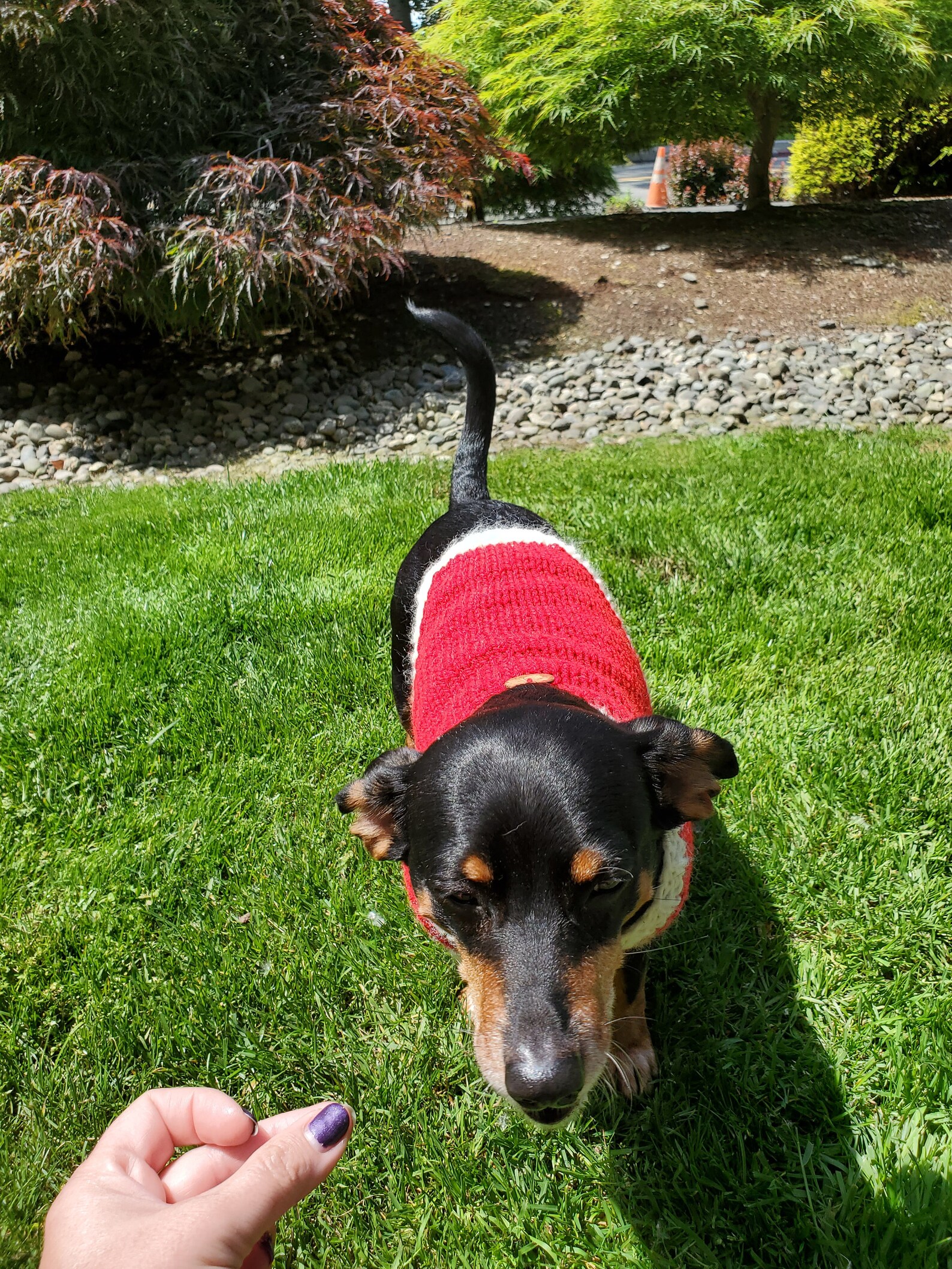 Dog Sweater, Easy DIY Knitting Kit Etsy