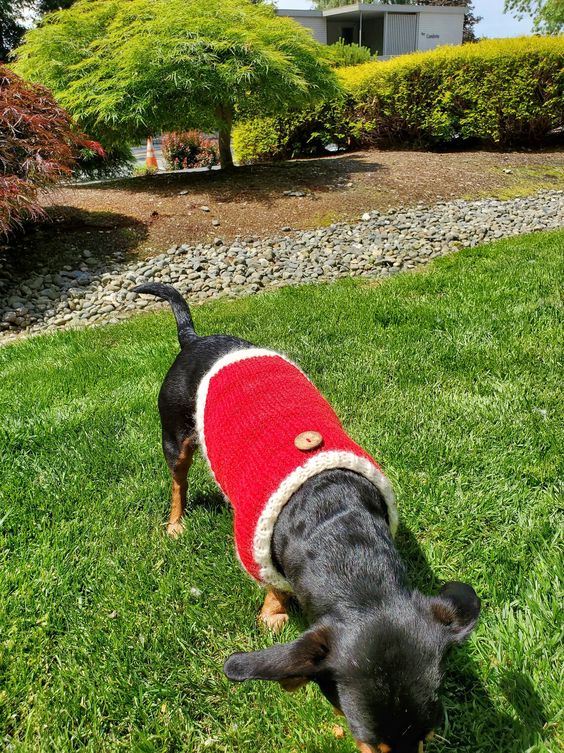 Dog Sweater, Easy DIY Knitting Kit Etsy
