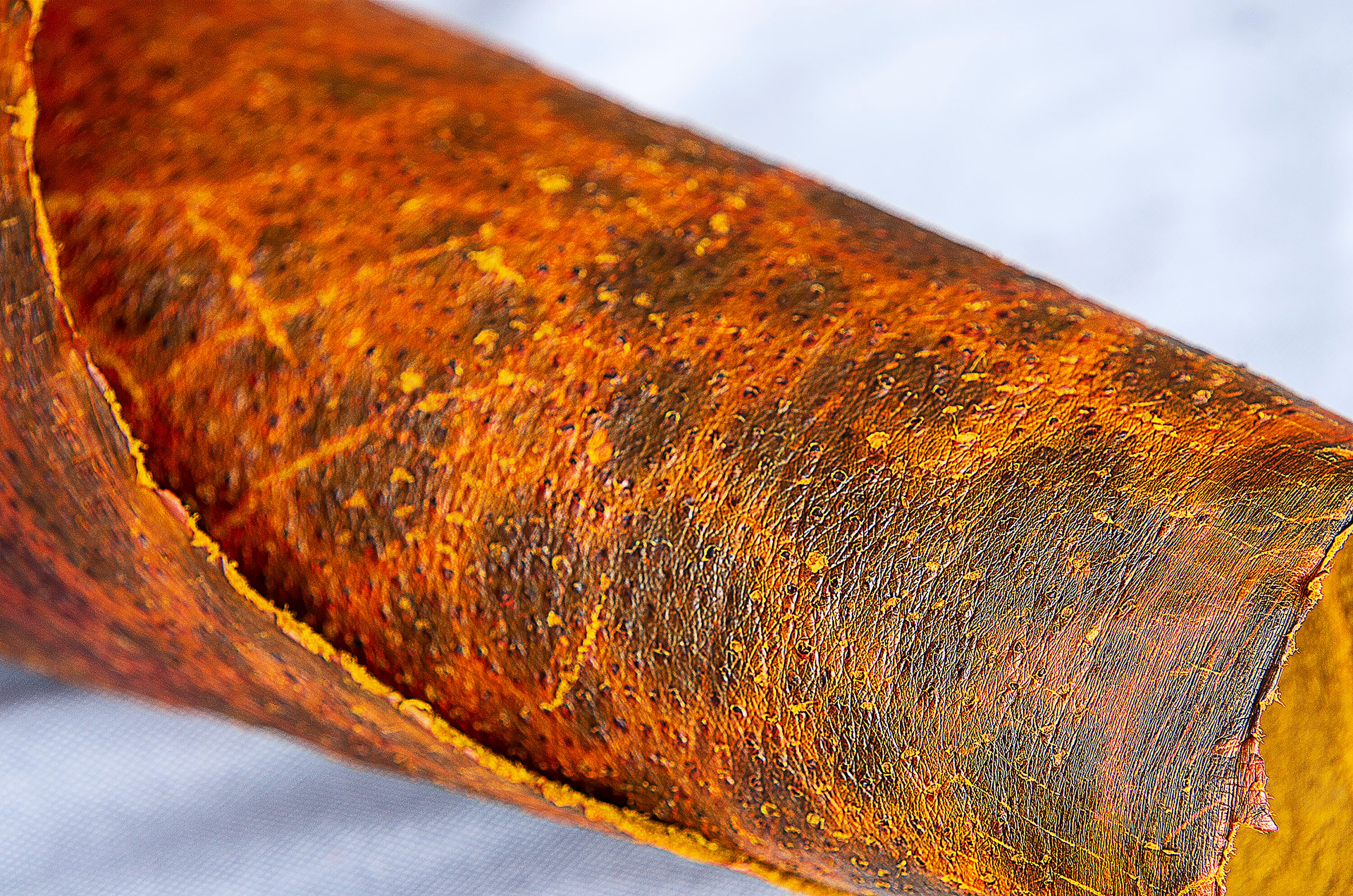 Salmon fish leather Etsy