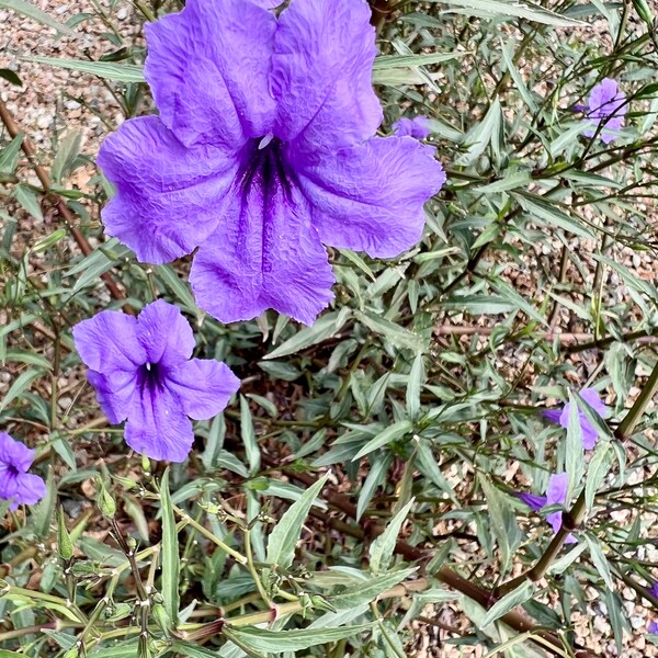 10 Mexican Petunia Cuttings - Easy to Grow, Attracts Butterflies and Hummingbirds, Hardy Perennial Outdoor