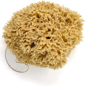 Large Natural Sponges for Bathing - Eco Friendly Sponges from the Ocean (14-16cm) image 2