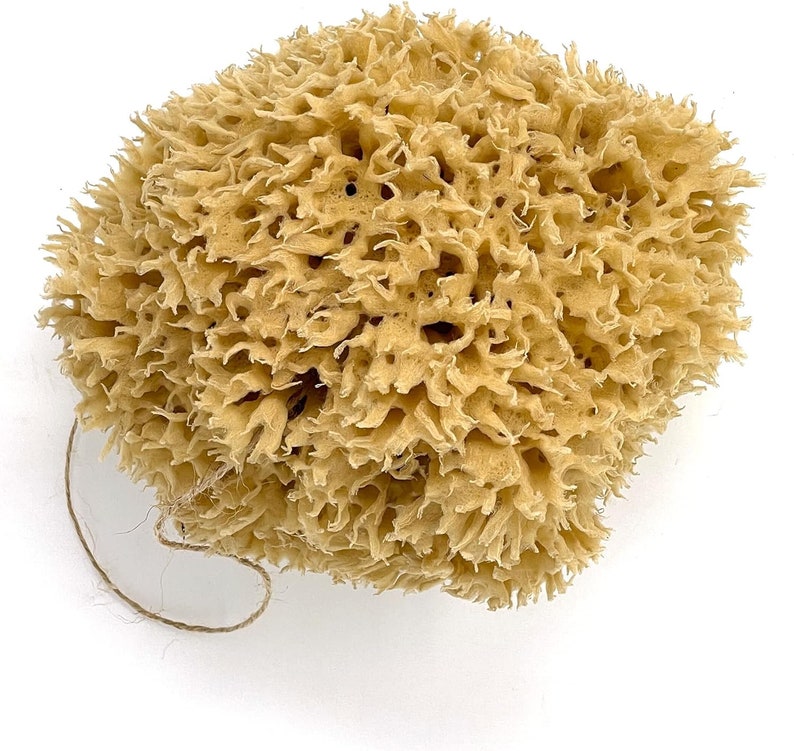 Large Natural Sponges for Bathing - Eco Friendly Sponges from the Ocean (14-16cm) image 2