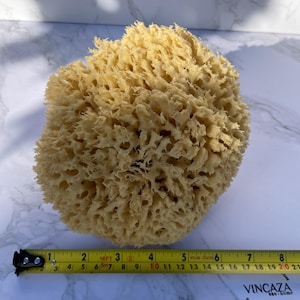 Pode incluir: Uma esponja do mar natural grande, de cor castanho claro, com uma superfície texturizada e porosa. A esponja tem cerca de 20 cm de diâmetro.