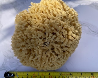 Éponge de mer nid d'abeille XL : exfoliant naturel pour le bain et la douche (16-18 cm)