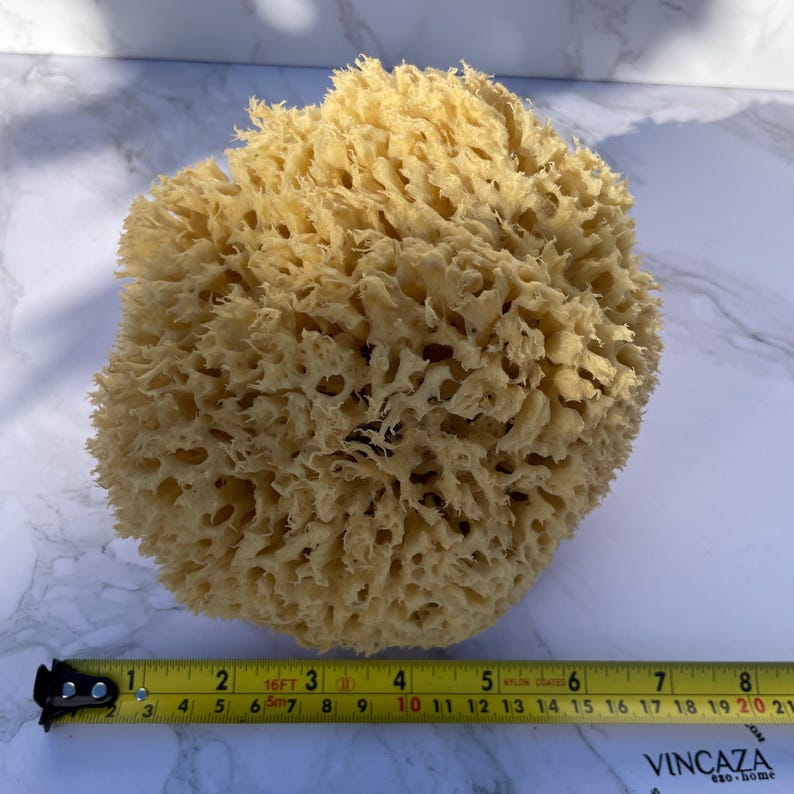 Vincaza Sea Sponge - Thumbnail 5