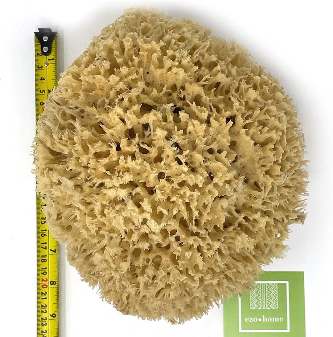 20-22CM Natural Giant Sponges From the Ocean - Whole Real Sea Sponge ...