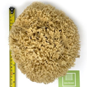 Pode incluir: Uma esponja do mar natural grande, de cor castanho claro, com uma superfície áspera e texturizada. A esponja tem cerca de 20 cm de diâmetro e é medida com uma fita métrica amarela.