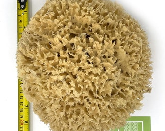 20-22CM Natural Giant Sponges from the Ocean - Whole Real Sea Sponge 3XL (20-22cm)