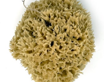 16-18CM Extra Large Natural Sea Sponge for Bathing – Honeycomb Shower Sponge XL (16-18cm)