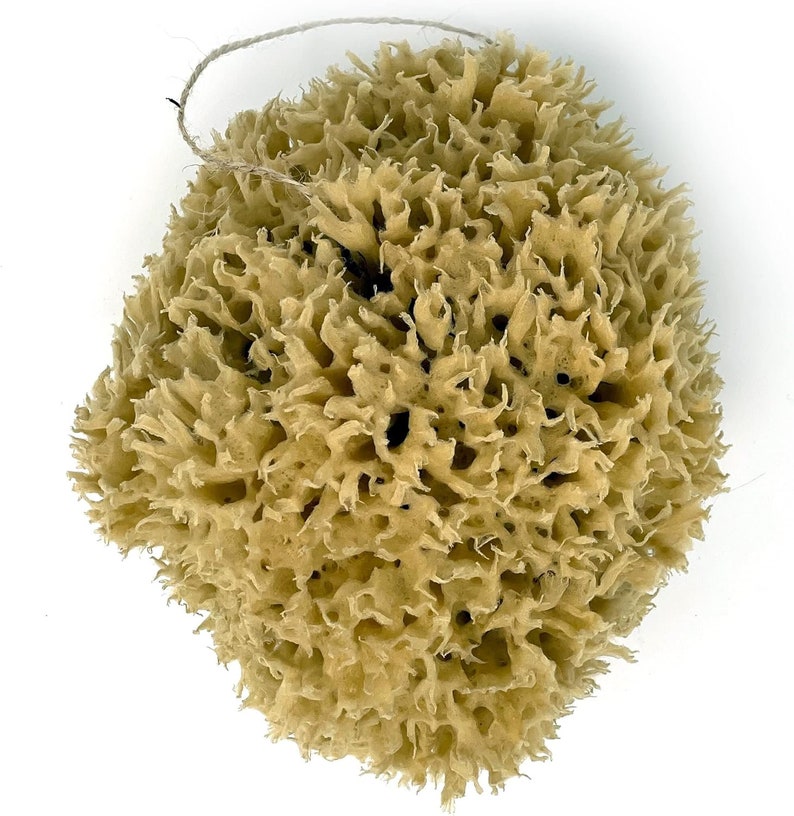 Vincaza Sea Sponge