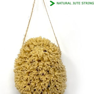 Large Natural Sponges for Bathing - Eco Friendly Sponges from the Ocean (14-16cm) image 4