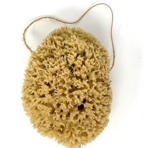 Large Natural Sponges for Bathing - Eco Friendly Sponges from the Ocean (14-16cm) image 7