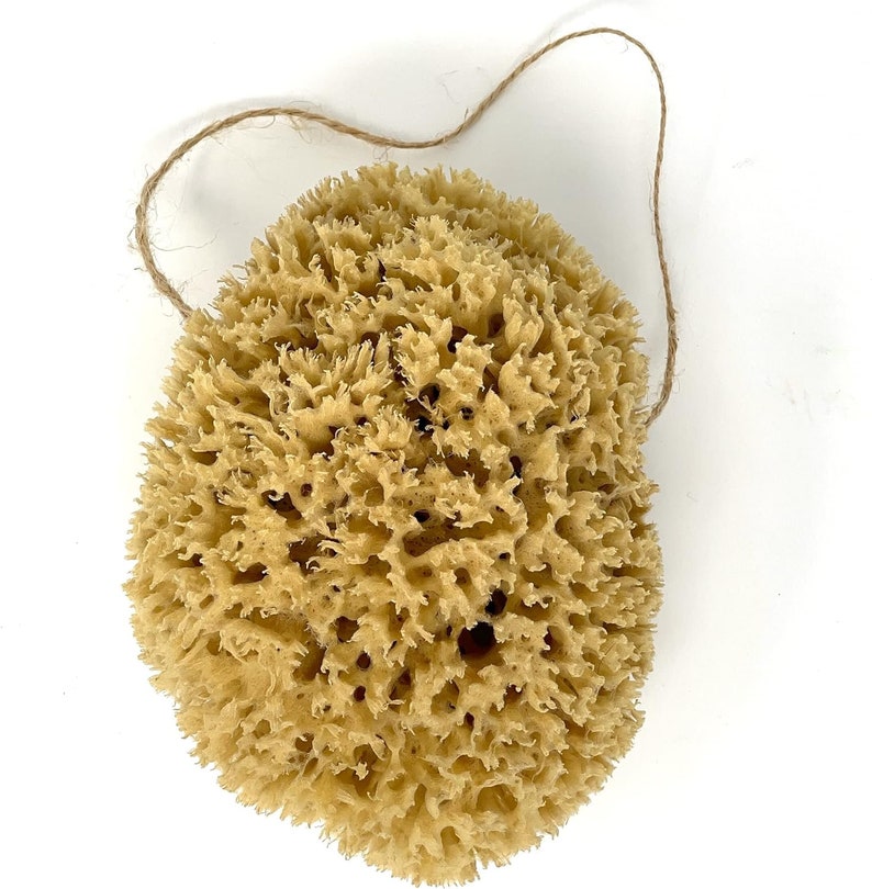 Large Natural Sponges for Bathing - Eco Friendly Sponges from the Ocean (14-16cm) image 7