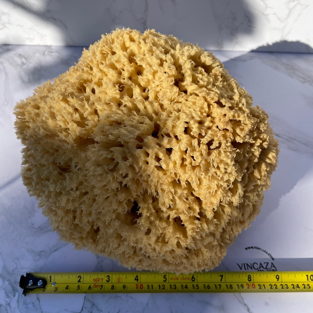 sponge.ページ 2711858.jpg