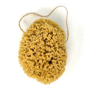 Large Natural Sponges for Bathing - Eco Friendly Sponges from the Ocean (14-16cm) image 1