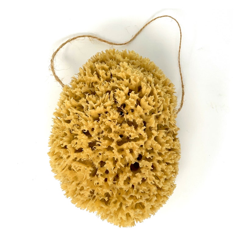 Large Natural Sponges for Bathing - Eco Friendly Sponges from the Ocean (14-16cm) image 1
