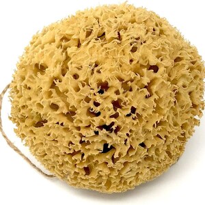 Large Natural Sponges for Bathing - Eco Friendly Sponges from the Ocean (14-16cm) image 6