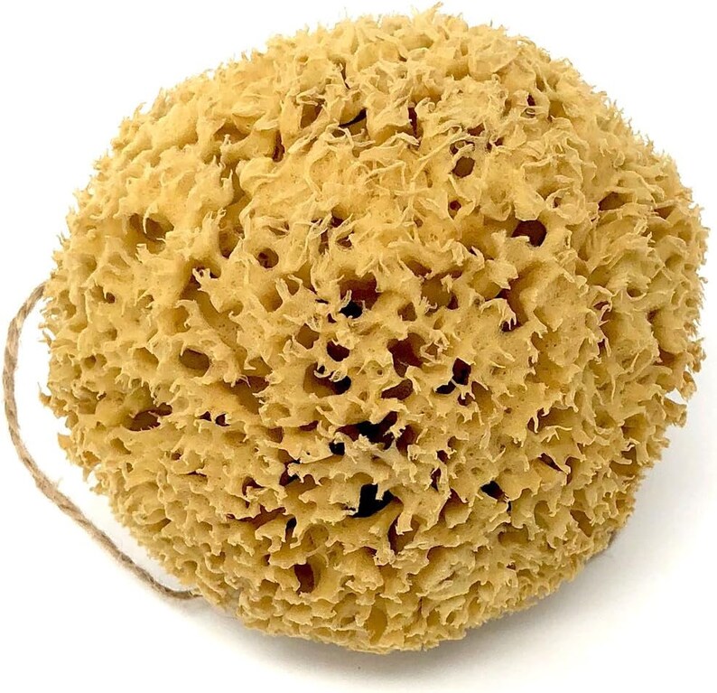 Large Natural Sponges for Bathing - Eco Friendly Sponges from the Ocean (14-16cm) image 6