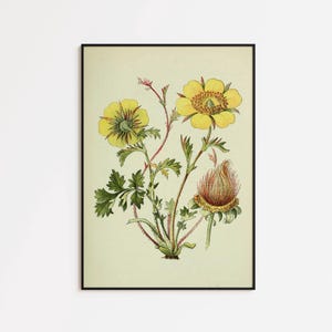 May include: Botanical print featuring yellow flowers with detailed petals and green leaves. The illustration includes a developing flower bud and is set against a light green background. The artwork is framed in a black border.