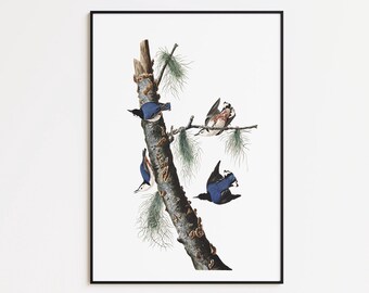 White Breasted Nuthatch Art Print: Bird Wall Decor