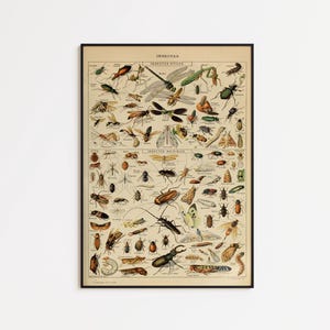 Plakat z entomologią naukową i wydrukiem starej mapy owadów